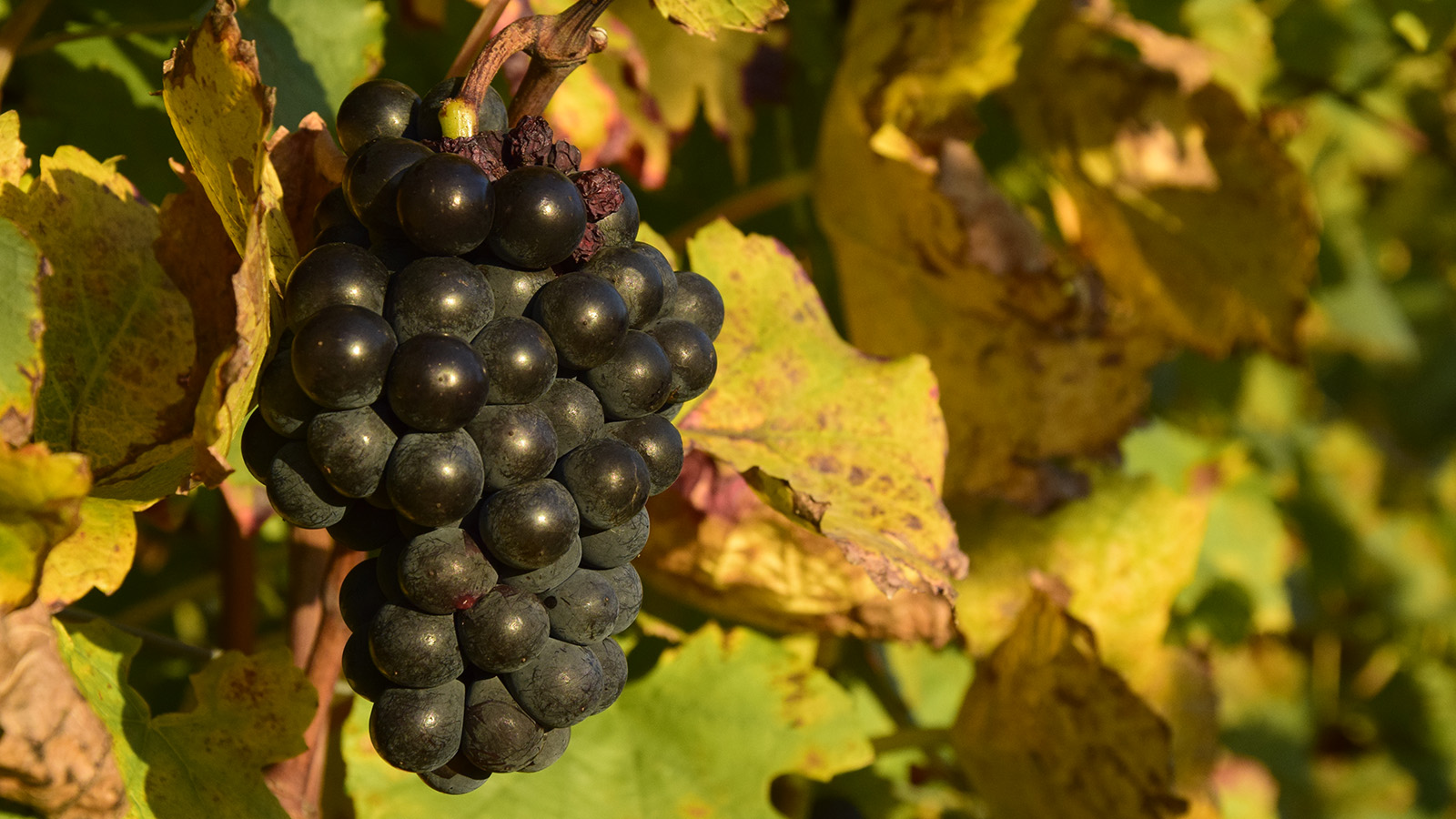 herbst_trauben